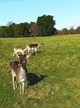 Phoenix Park - largest park inside any European capital city with a wild deer Stock Photos