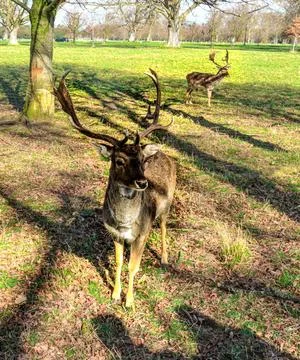 Phoenix Park - largest park inside any European capital city with a wild deer Stock Photos