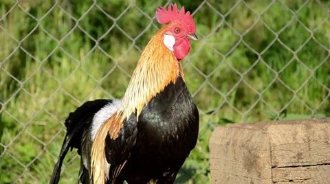 Phoenix rooster on the farm yard Stock Footage 53114649