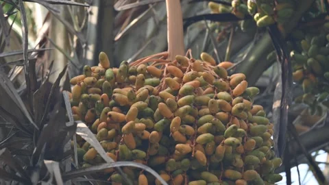 Phoenix sylvestris fruits in the tree. 库存影片 330667853
