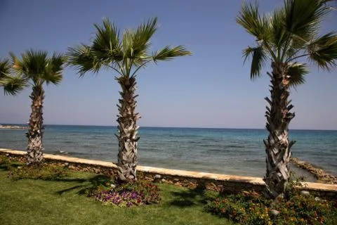 Phoenix trees Stock Photos