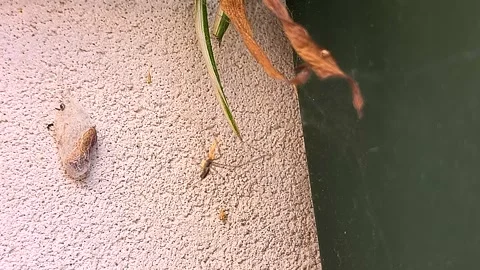 A Pholcidae spider cleans his web Stock Footage 280049596