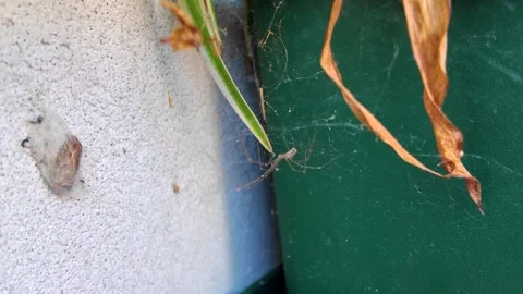 A Pholcidae spider on its web awaits its prey Stock Footage 280048427