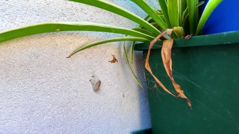 The Pholcidae spider on its web Stock Footage 280049580