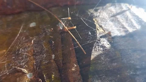 Pholcidae Spider Shaking Web – Close-Up Shot on Pine Branch Stock Footage 321505100