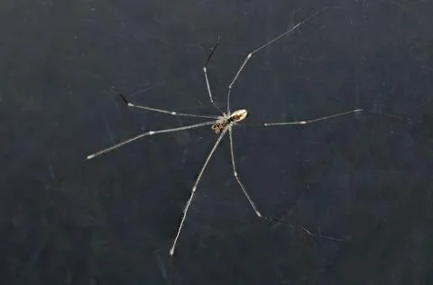 Pholcus phalangioides, Daddy long legs spider, Cellar Spiders studio shot, .. Stock Photos