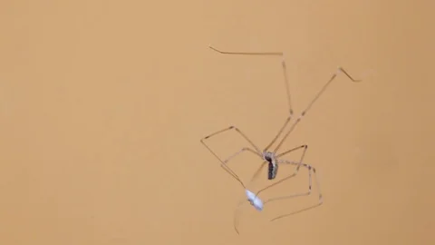 Pholcus phalangioides 動画素材 128435071