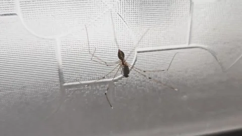 Pholcus phalangioides 動画素材 325685422