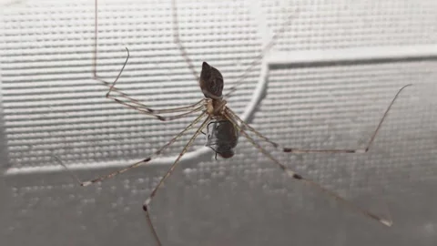 Pholcus phalangioides 動画素材 325685486