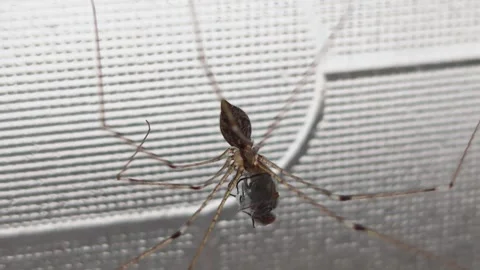 Pholcus phalangioides 動画素材 325685491
