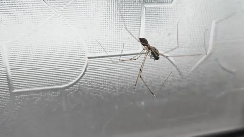 Pholcus phalangioides 動画素材 325685544