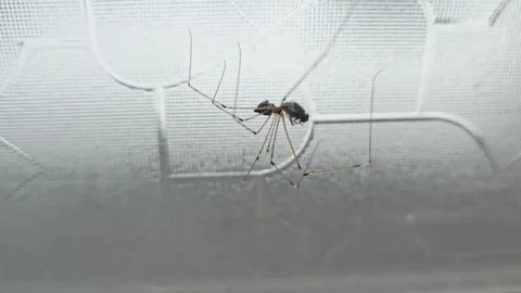 Pholcus phalangioides 動画素材 325685566