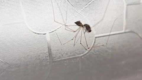 Pholcus phalangioides 動画素材 325685588