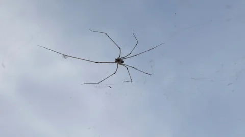 Pholcus phalangioides insect on cobweb close-up 動画素材 80911145