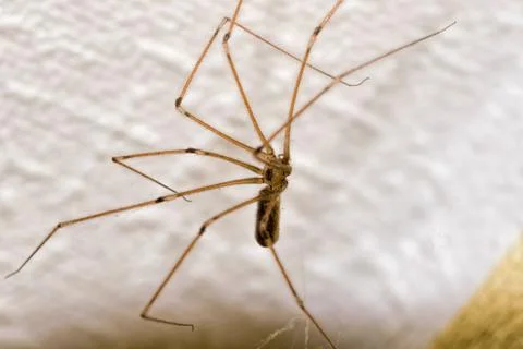 Pholcus Phalangioides 写真素材