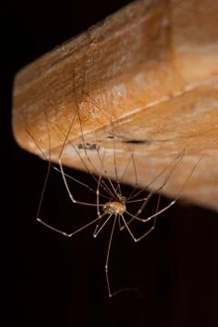 Pholcus phalangioides Stock Photos
