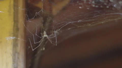 Pholcus phalangioides spider on the attic 4K slomo video 動画素材 265710213