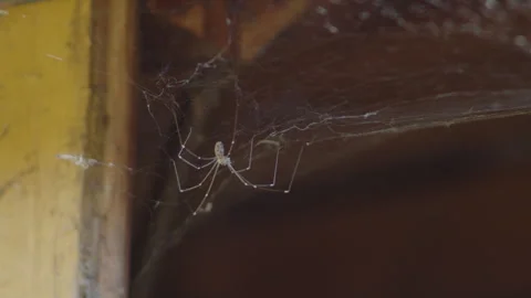 Pholcus phalangioides spider on own web 4K video 動画素材 265338103