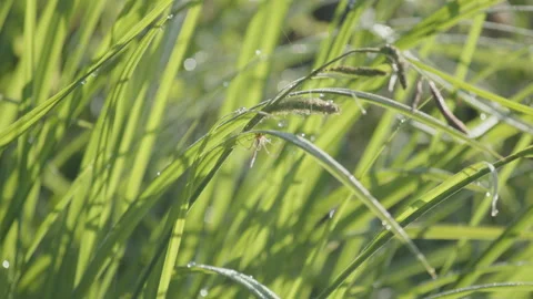 Pholcus phalangioides spider in wet grass 4K close-up video 動画素材 195299053