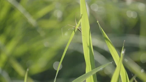 Pholcus phalangioides in wet green grass 4K slow-mo video 動画素材 195001593
