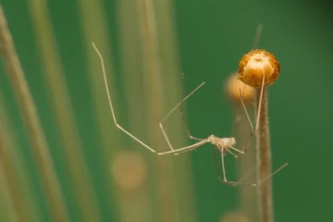 Pholcus Stock Photos