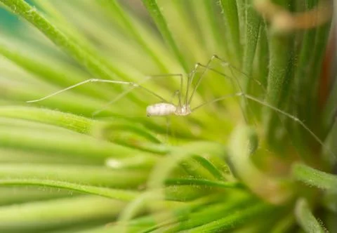 Pholcus Stock Photos