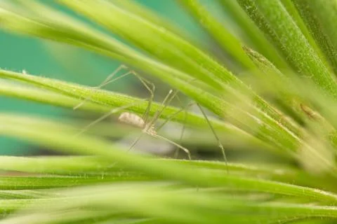 Pholcus Stock Photos