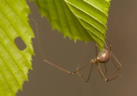 Pholcus Stock Photos