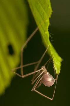 Pholcus Stock Photos