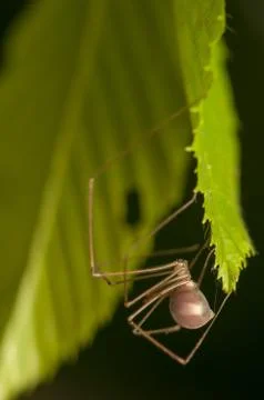 Pholcus Stock Photos