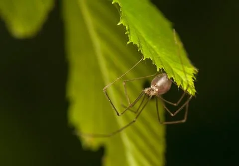 Pholcus Stock Photos