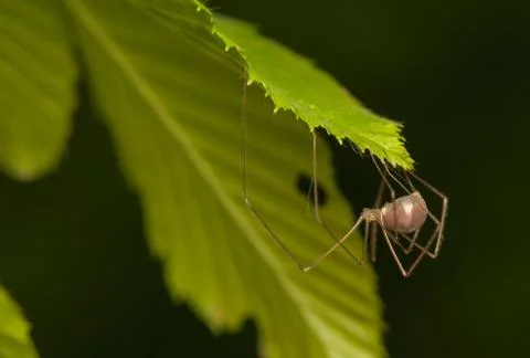 Pholcus Stock Photos