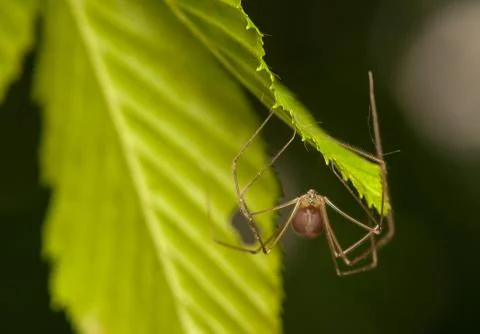 Pholcus Stock Photos