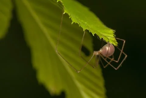 Pholcus Stock Photos