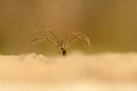 Pholcus Stock Photos