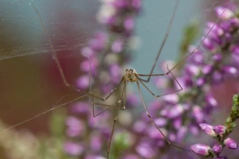 Pholcus Stock Photos