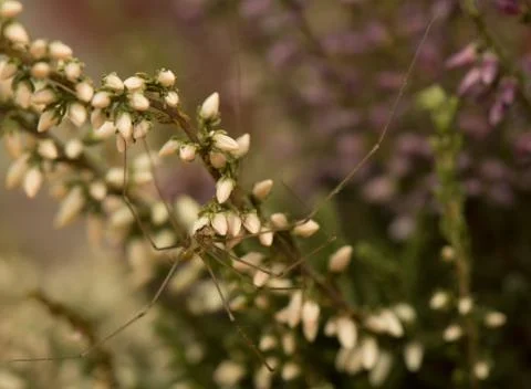 Pholcus Stock Photos