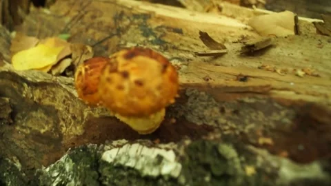 Pholiota aurivella Видео 140308687