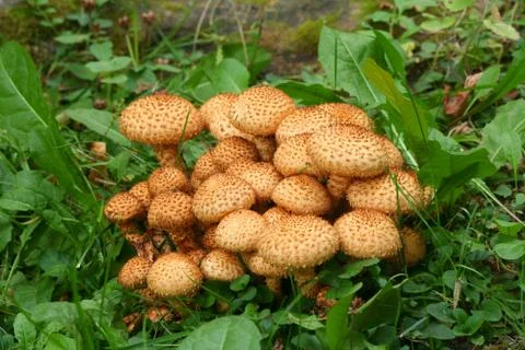 Pholiota squarrosa Stock Photos