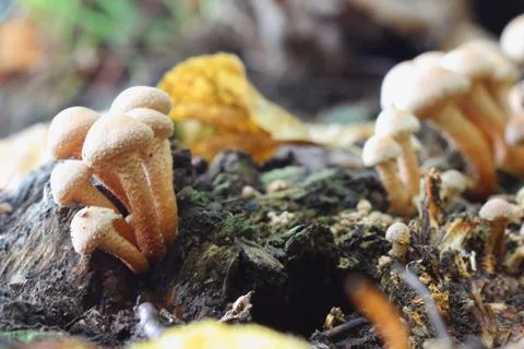 Pholiota squarrosa Foto stock