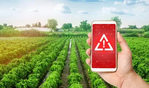 A phone and a warning sign on the background of plantations of sweet Bulgar.. Stock Photos