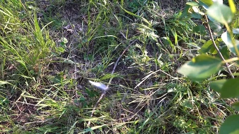 The phone fell on the grass Stock Footage 91381973