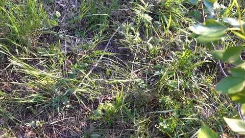 The phone fell on the grass Stock Footage 91382144