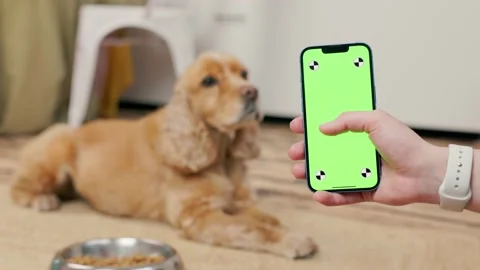 Phone With Green Screen In Man's Hand, On Background Dog Lying Near Bowl Stock Footage 237955782