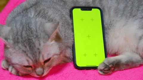 Phone green screen next to a pet. Template for replacing the background on the Stock Footage 233985480