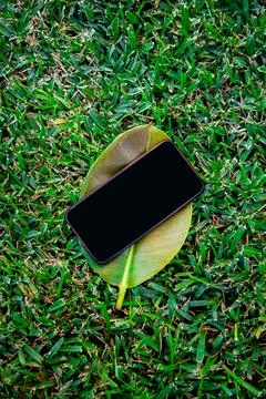 A phone on a leaf of a summer tree, a place for your website and advertisin.. Stock Photos