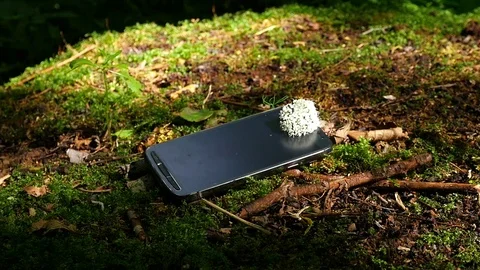 Phone rings in the forest on a stump 스톡 동영상 78587584