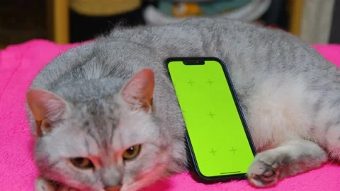Phone screen replacement template. Greenscreen phone. Phone green screen and cat Stock Footage 232021885