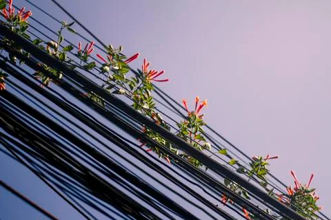Phone wires. 스톡 사진