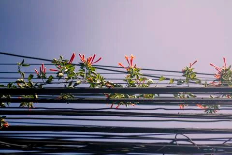 Phone wires. 스톡 사진